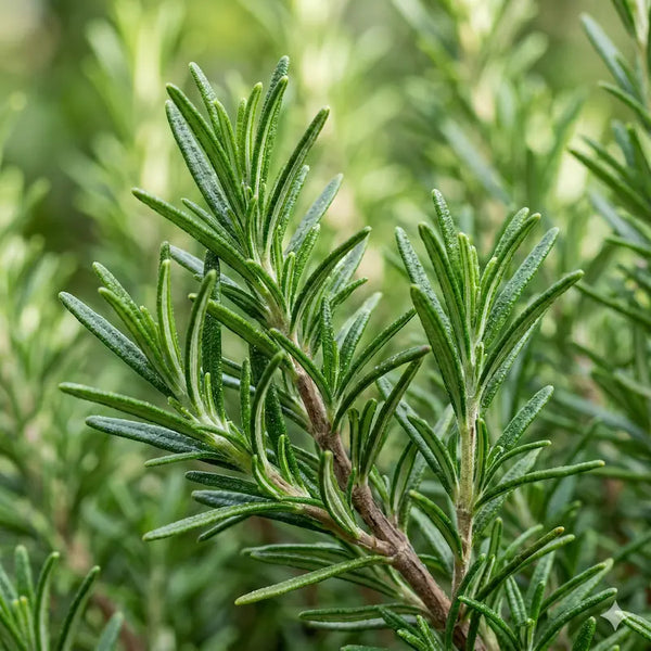 Rosemary Extract